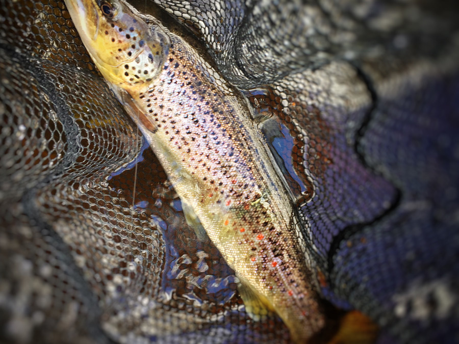 2015-05-21-11.40.41-2