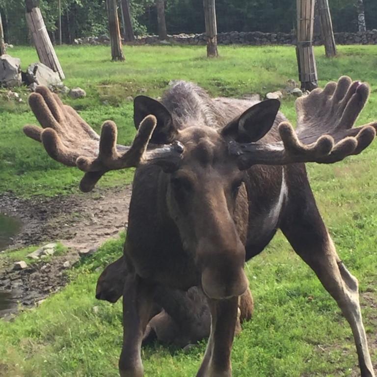 Im Elchpark bei Hamneda