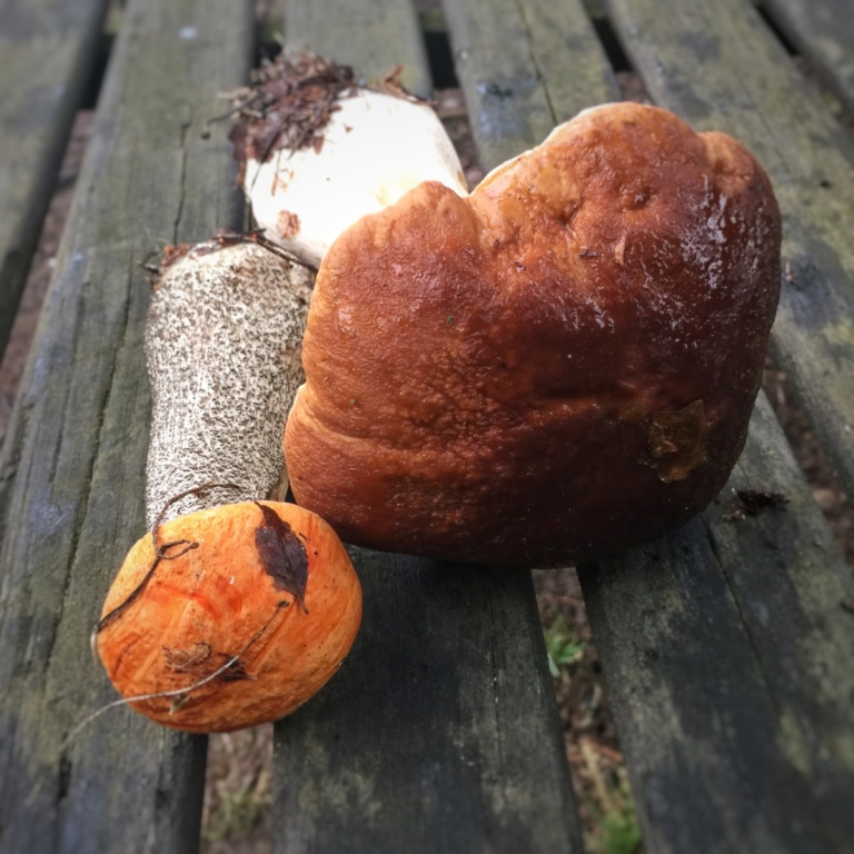 Birkenröhrling und Steinpilze wachsen vor dem Haus