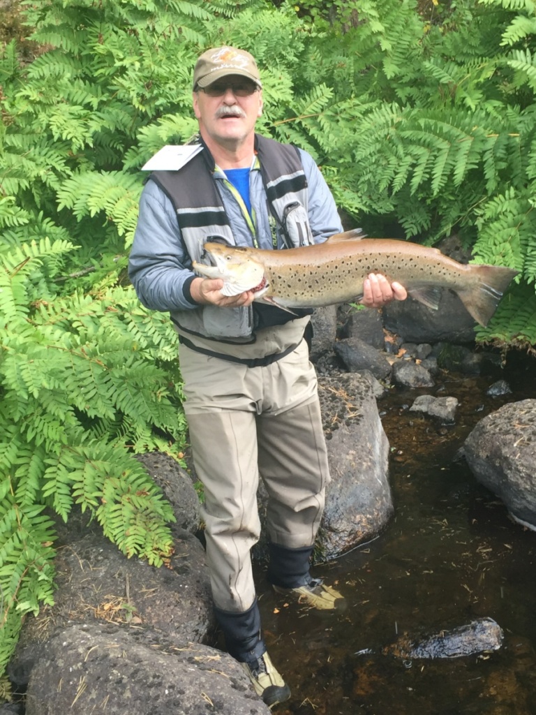 Meerforelle aus der Mörrum