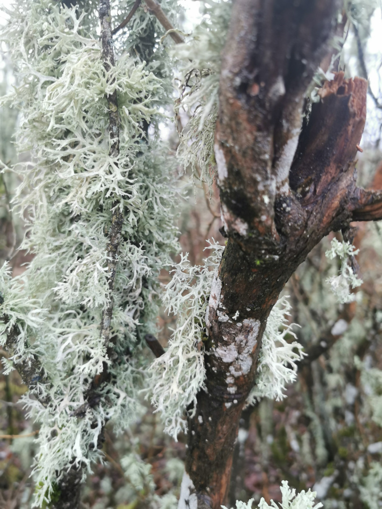 Flechten und Moose prägen das Bild vom Wald