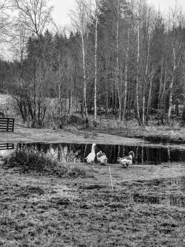 Nils Holgerson vor der Haustüre