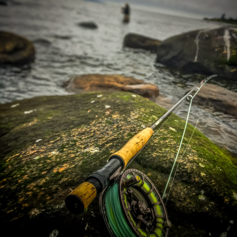 Meerforellen Fischen