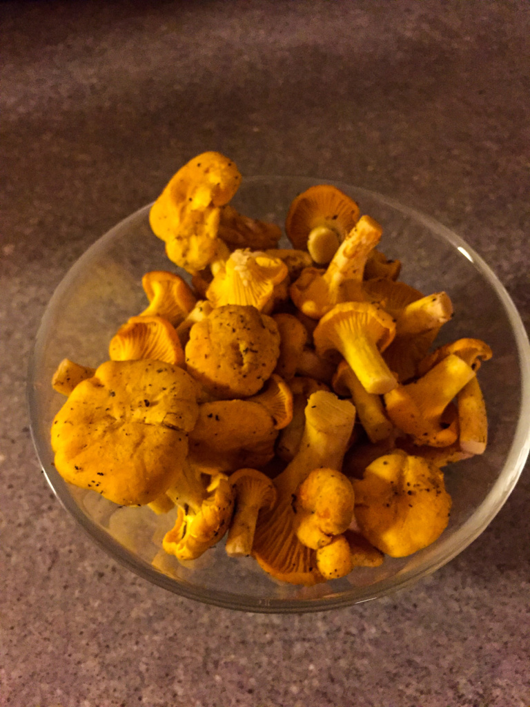 Ganz frische Eierschwämmchen - gefunden direkt vor der Haustüre